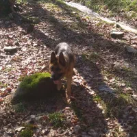 سگ ژرمن شولاین|سگ|گرگان, |دیوار