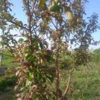 یک باغ شهر مینو دشت اشراق