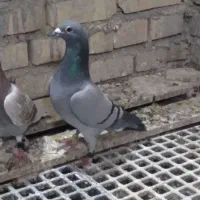 پرنده فروشی