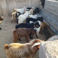 کهره نر چاق|حیوانات مزرعه|شیراز, برمشور علیا|دیوار