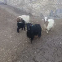 سه تا بزخوب|حیوانات مزرعه|قره پشتلو, |دیوار