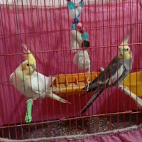 عروس هلندی