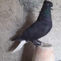 اصفهانی تخت دم سفید( ماده)