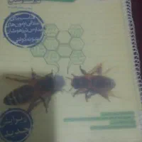 کتاب علوم‌ خیلی سبز  نهم به دهم  تیزهوشان ماندگار
