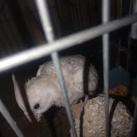 عروس هلندی. دستی دونه خو و جوجه سرلاکی|پرنده|جهرم, |دیوار