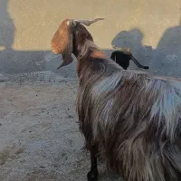 یک بز زاییده