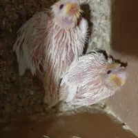 جوجه عروس هلندی لوتینو سرلاکی|پرنده|یزد, |دیوار