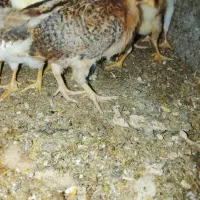 جوجه محلی کرچ شو