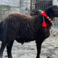 فروش 25 عدد بره اصل عزل افشاری