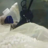 فرشته خجالتی ماهی آب شور