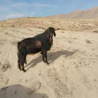 فروشی|حیوانات مزرعه|پلدختر, |دیوار