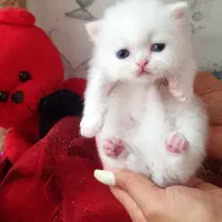 گربه نژاد پرشین