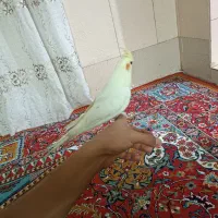 عروس ماده|پرنده|بروجرد, |دیوار