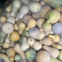 فروش کدو زرد