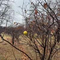 باغ-بر-جاده-خانقاه-تخفیف-ویژه-پای-معامله