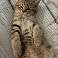 گربه بریتیش بلک گلد