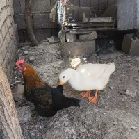 اردک و مرغ|حیوانات مزرعه|سورنا, |دیوار