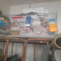 فنچ|پرنده|کنگاور, |دیوار