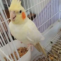 عروس هلندی لوتینو نر چشم شرابی|پرنده|لاران, |دیوار