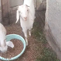 بز و بزغاله