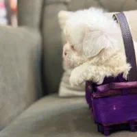 شیتزو سوپر فلت