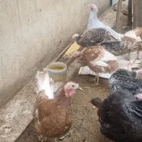 بوقلمون|حیوانات مزرعه|کرج, برغان|دیوار