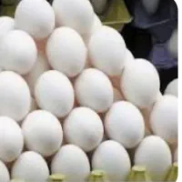 تخم مرغ محلی