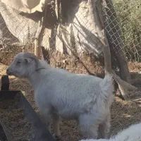 یک عدد نری بخته وزن۴۴کیلو ۳۶۰|حیوانات مزرعه|سیرجان, |دیوار
