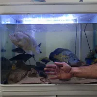فروش ماهی|ماهی|مشهد, امیریه|دیوار