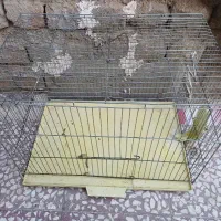 قفس بزرگ سالم