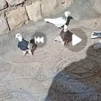 کبوتر طوقی قواره دار|پرنده|ایلام, |دیوار