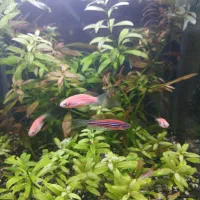 آکواریوم پلنت. آکواریوم گیاهی