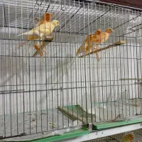 پرنده. قناری رسمی بلند و معمولی|پرنده|رفسنجان, |دیوار