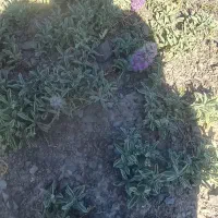 به شیرین و ابدار