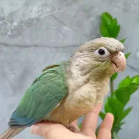 پاین اپل دستی