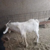 بزسانن|حیوانات مزرعه|خوسف, |دیوار