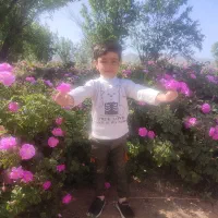 نهال گل محمدی قمصر کاشان