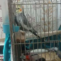 عروس هلندی . کیانشهر