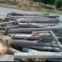 خریدارانواع چوب بابالاترین قیمت نقدنقددرمحل شما|خدمات باغبانی و درختکاری|سرپل ذهاب, |دیوار