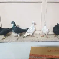 کفتر رنگه هوایی|پرنده|مشهد, کوشش|دیوار