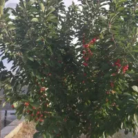 زمین کشاورزی و باغ