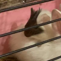 فروش خوکچه هندی مولد