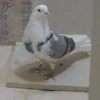 کفتر|پرنده|تهران, مظاهری|دیوار
