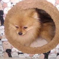 جفت گیری پامرین