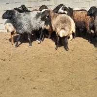 ۱۶راس میش ابستن افشار