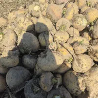 چغندر دامی|لوازم جانبی حیوانات|یزد, |دیوار