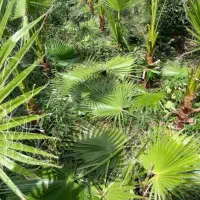 فروش برگ پالم واشنگتن و برگ سیکاس