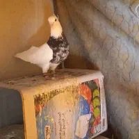 کبوتر طوقی