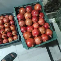 انار جهت رب انار موجود|خوردنی و آشامیدنی|ششطراز, |دیوار