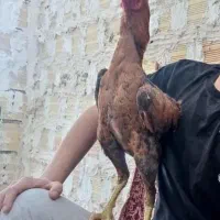 خورس لاری|حیوانات مزرعه|مشگین شهر, |دیوار